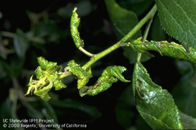 Leaf curl plum aphid damage.