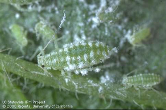 Mealy plum aphid.