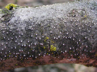 Figure 3. Pycnidia, characteristic of Cytospora, are black or white pimple-like spore producing structures found on dead wood.