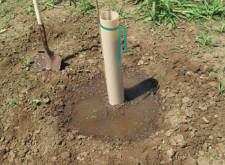 Watering clonal rootstock right after planting.  