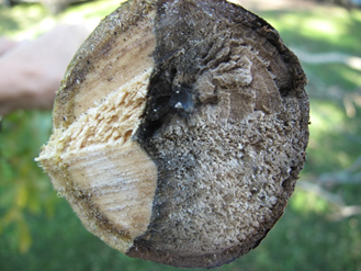Gray to black discoloration extending to the center of the branch. 