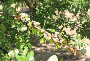 Beginnings of dieback from anthracnose lesions on Price almonds. Photo: J. Connell.