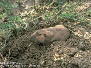Pocket gophers at his burrow entrance. They might be cute, if they weren't so destructive. Photo credit: UC Statewide IPM Program.