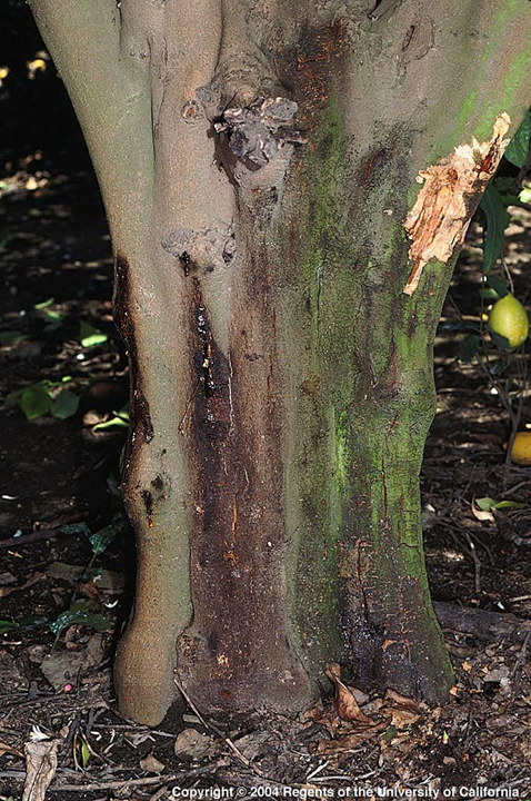 Tree with Phytophthora.