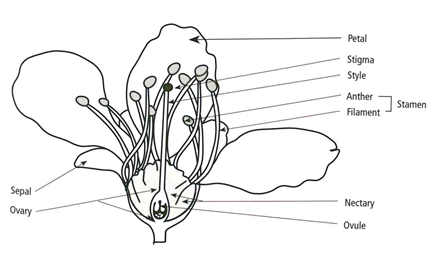 Figure 1. Drawing of a ‘Mission’ variety almond flower.