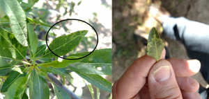 Leaf symptoms on trees infected with PNRSV.