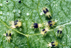 Adult two spotted spider mites with eggs. Photo credit: CSIRO