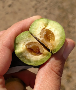 Amber gumming fills where the kernel should be developing in these boron deficient almonds. Photo credit: D. Lightle