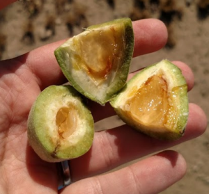 Boron deficiency symptoms in almond.