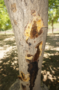 Bleeding cankers associated with aerial Phytophthora on a river bottom walnut tree.