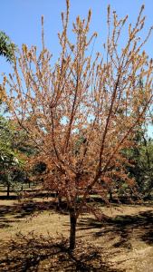 This almond tree collapsed suddenly when temperatures rose above 100 degrees.