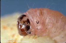 Navel orangeworm (NOW) larva showing characteristic crescent-shaped marking.