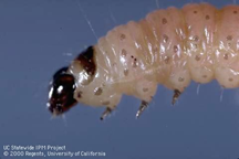 Codling moth (CM) larva.