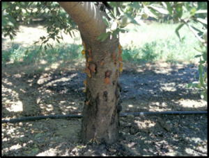 Tree showing band canker symptoms after infection events over multiple seasons. Photo: T. Michailiades.