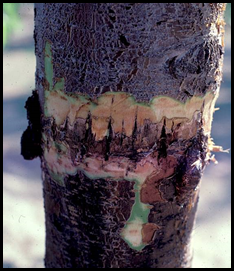 Growth cracks provided an entry point for infection in this tree. Photo: G. Browne.