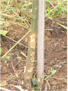 Figure 1. Vertebrates can damage young tree in orchards with too many weeds