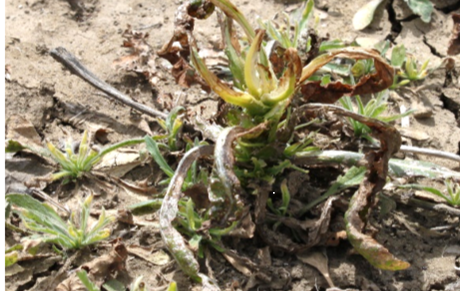 Figure 3. Herbicide was ineffective on hairy fleabane because weeds were too large and old.