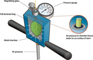Schematic showing how water potential is measured in a severed leaf and stem (petiole) using a hand-held pump-up pressure chamber. Source: Adapted from Plant Moisture Stress (PMS) Instrument Company. 