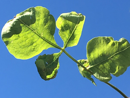 Deformed pistachio leaf suffering from boron deficiency. Photo: P. Gordon