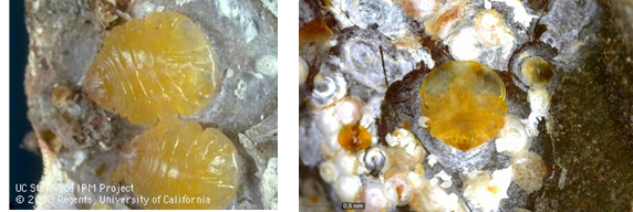 Photo 1. (Left) Live walnut scale adults. Photo 2. (Right) Dead walnut scale adult. (Photo: E.J. Symmes)