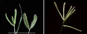 Figure 1. Digitate inflorescence – or spike – comparison. Threespike goosegrass (E. tristachya) on the left, goosegrass (E. indica) on the right.