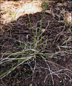 Figure 2. Threespike goosegrass 3 weeks after a 2 qt/A Roundup Weathermax treatment. Plant exhibits regrowth and ability to flower.
