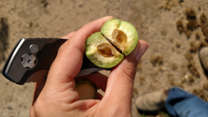 Photo 5. Boron deficiency causes gummy almond kernels. Photo Credit: D. Lightle, University of California Cooperative Extension.