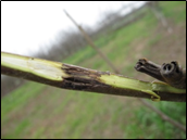 Walnut blight twig cankers on 'Ivanhoe'
