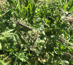 Painted lady caterpillars and associated webbing and frass on malva (cheeseweed). Photo credit: Sac Valley Orchards.