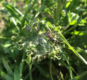 Late instar painted lady caterpillar and associated webbing on malva (cheeseweed). Photo credit: Sac Valley Orchards.