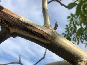 Photo 6. Characteristic brown freeze damaged tissue next to green healthy tissue in a 10-year-old tree. Many of the limbs in this orchard were still green but drying out as we have seen in many other orchards. 