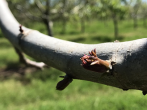 Photo 8. On otherwise blank branches, some adventitious buds are beginning to push. These buds are held in reserve on trees to allow for regrowth following dieback and other severe stressors (photo Luke Milliron). 