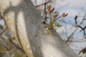 Photo 9. Adventitious shoots growing from limbs (see reddish growth, photos: Janine Hasey).
