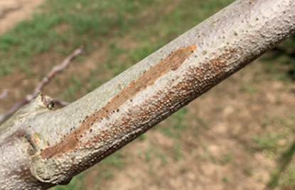 Freeze damaged limb from a Yuba City Howard orchard on June 6, 2019. Note raised “bumps” on bark and black pycnidia (see arrow) that produce spores below bark typical of Bot and Phomopsis (photo: Janine Hasey). 