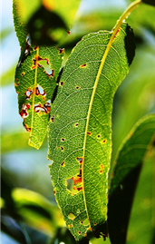 Photo 4. Necrotic bacterial spot foliar symptoms.