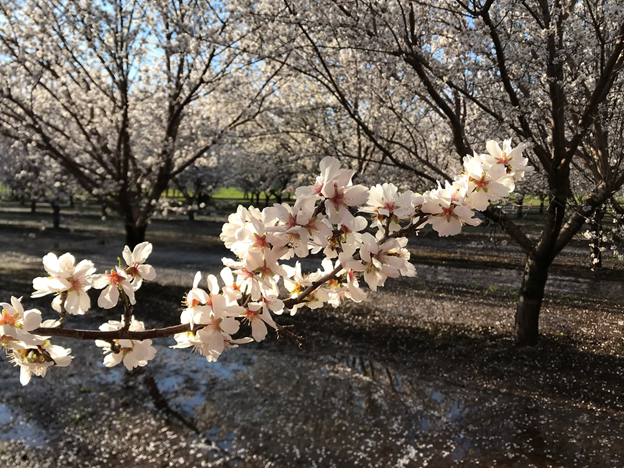 Photo 1. A recently irrigated almond orchard at bloom (see wet foreground). Not irrigated due to frost protection, but due to prolonged dry conditions (February 22, 2020, by Luke Milliron).