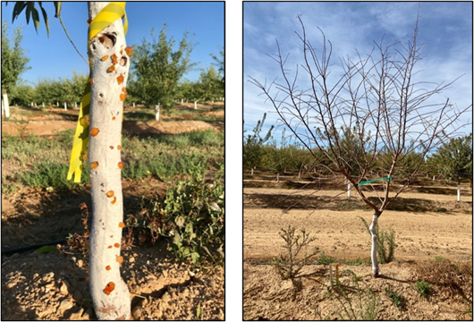 Figure. 1 Herbicide Damage in 2nd leaf almonds. Glufosinate + Glyphosate (1.5 + 2.75lbs/ac). Image on the left is trunk gummosis observed 5 weeks after treatment. Image on the right shows complete defoliation of the same tree 12 weeks after treatment. 