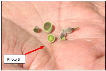 Frost damaged walnut flowers and nutlets. The green nutlet in center (see red arrow) is undamaged.