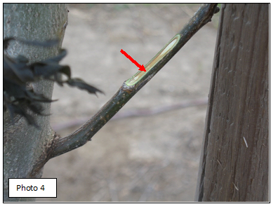 Brownish tissue from frost damage (see red arrow) on a two year old Howard walnut tree. Photo by Janine Hasey.