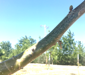 Figure 8. Bud break continues through May 6th. Howard, Solano County. Photo: Kat Jarvis-Shean