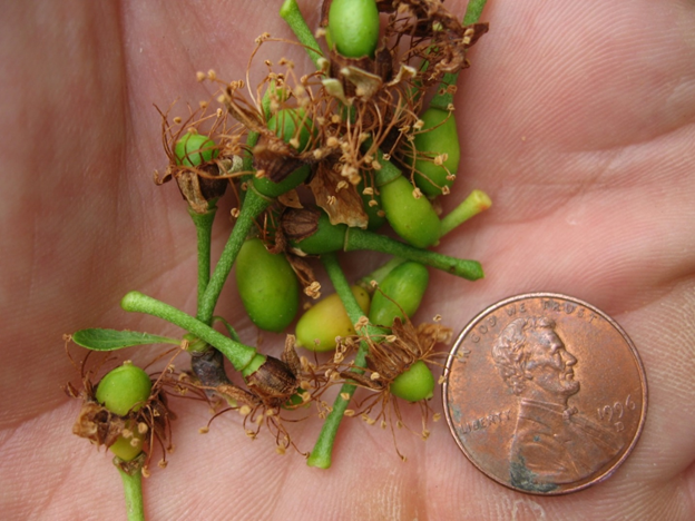 Photo 1. Unfertilized fruit drop roughly 3-4 weeks after full bloom (Photo by: Franz Niederholzer).
