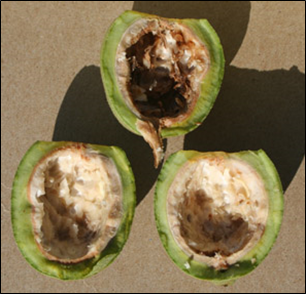 Photo 1. Immature walnuts.