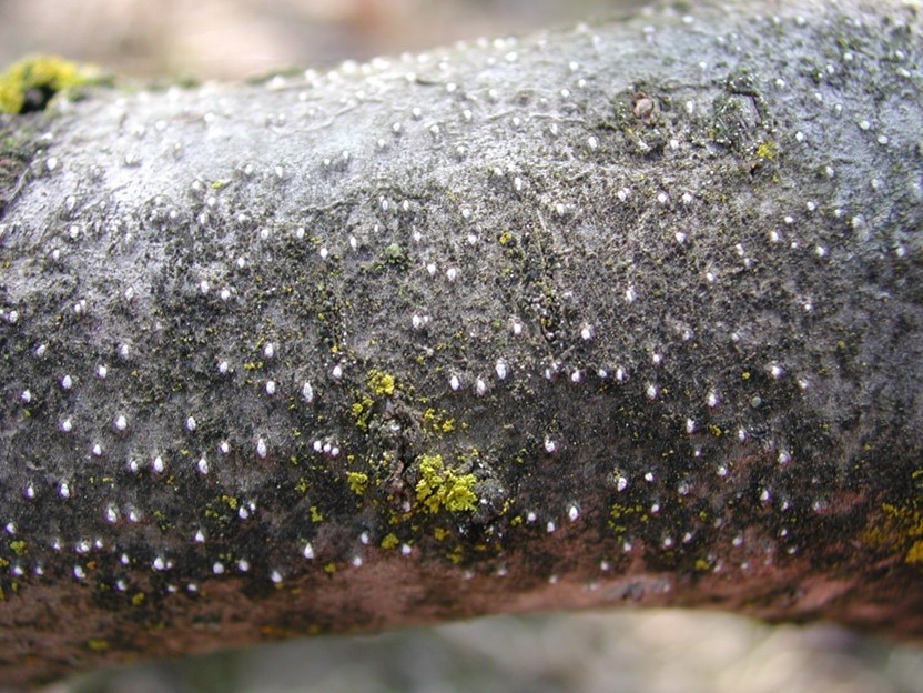Photo 4. Cytopsora pycnidia on older wood.
