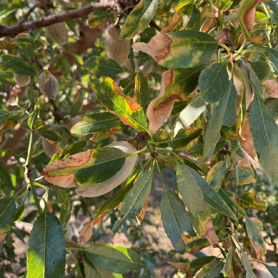 Figure 1. Almond leaf scorch symptoms in mid-July 2020.