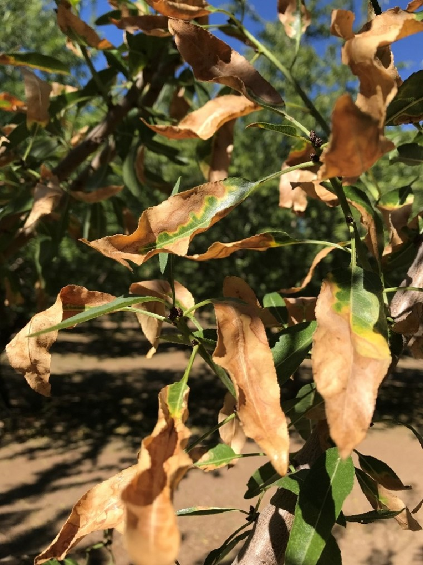 Figure 2. Severe scorching by late season (September 2019, symptoms on Wood Colony).