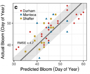 Figure 2. The C–T model projections of almond bloom time versus the actual bloom records from Durham (1984–2008, red circles), Manteca (1996–2008, blue triangles), and Shafter (1996–2008, orange squares). The 1:1 ratio is denoted by a black line and the root mean square error (RMSE=4.7 days) by a grey ribbon. 5