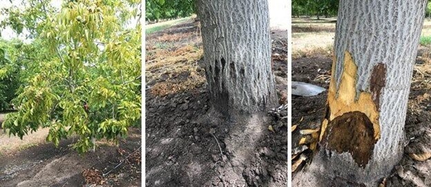 Fig. 2. Symptoms of Paradox Canker disease in walnut trees: cankers tend to be more rounded or lobed at their margins. 