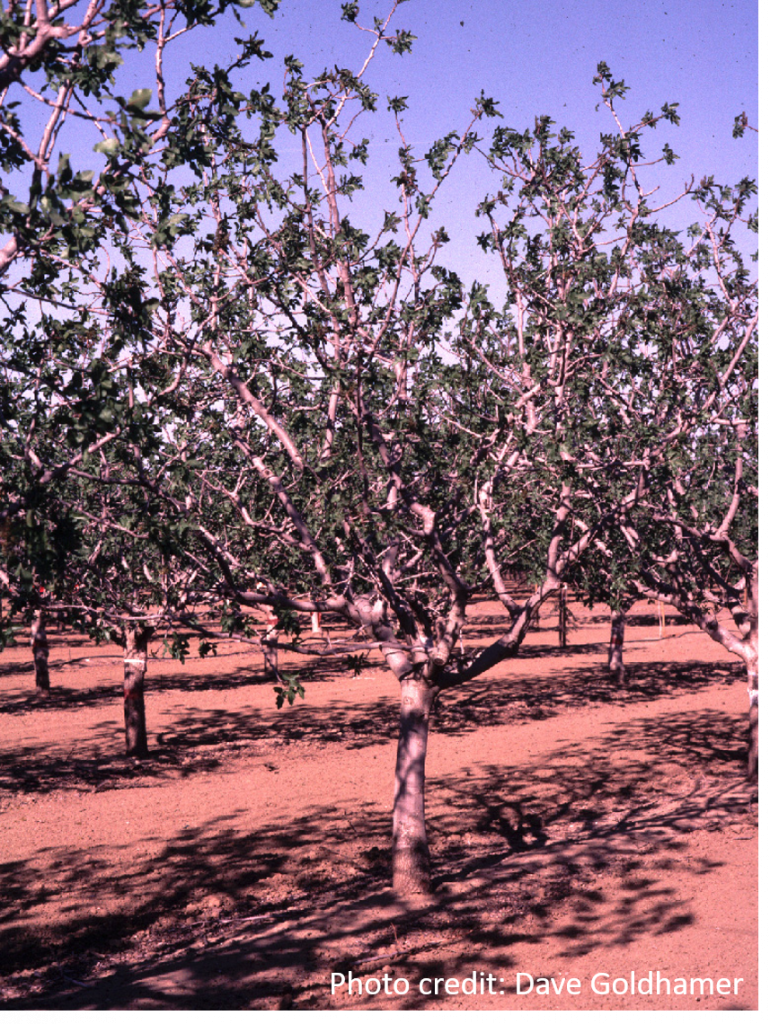 Pistachio Drought Sacramento Valley Orchard Source