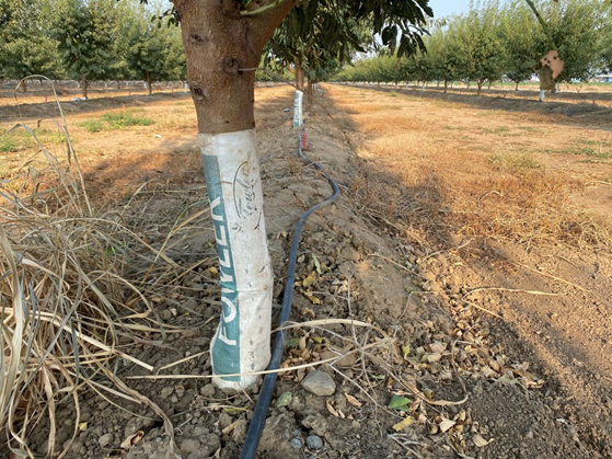 Photo 2. Trunk cartons were left on the trees in this orchard until the trees had grown snug to the carton. Although there were no Phytophthora infections seen in this orchard at the time of the photo (August 30, 2021), the longer the cartons are left on, the higher the risk of problems. Photo: Luke Milliron. 