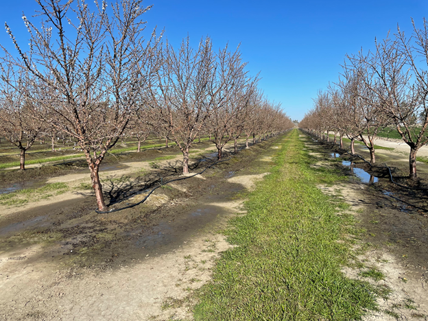 Figure 1. Recently irrigated almond orchard in early bloom. Photo by Curt Pierce